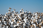 Cotton