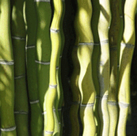 Bamboo