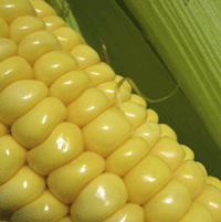 Corn