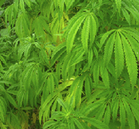 Hemp